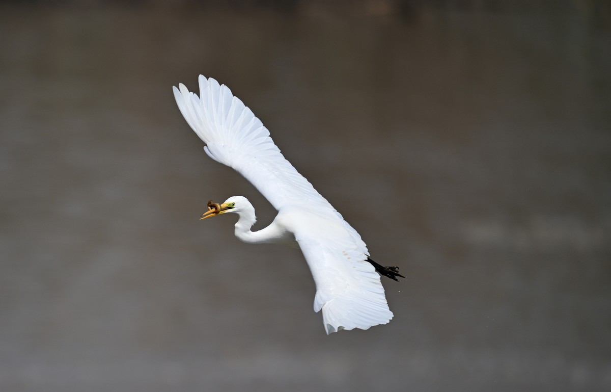口中含泥鳅的白鹭