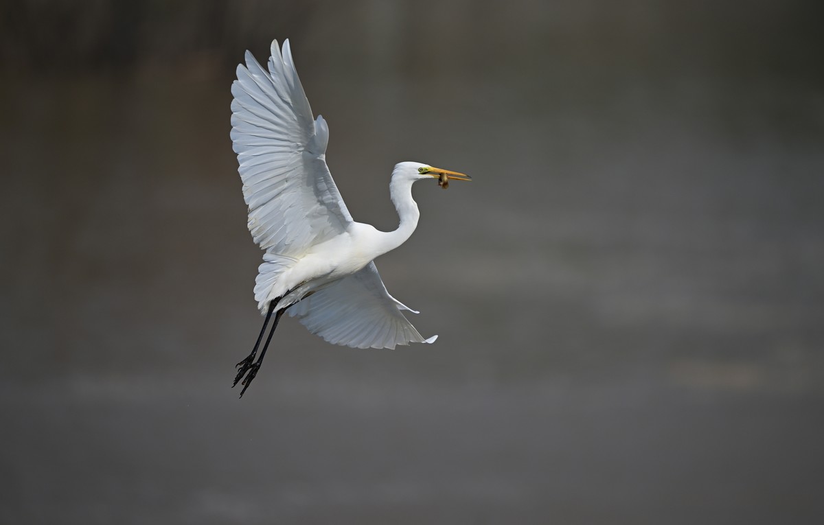 口中含泥鳅的白鹭