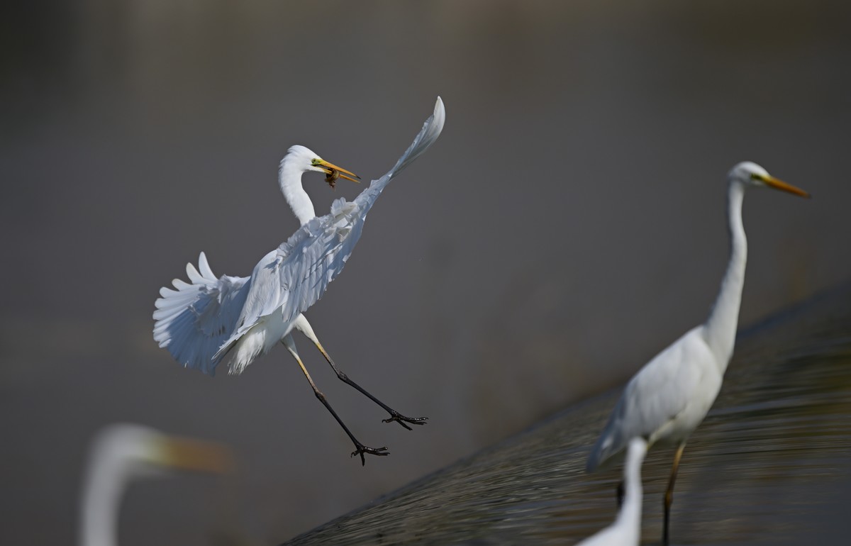 口中含泥鳅的白鹭