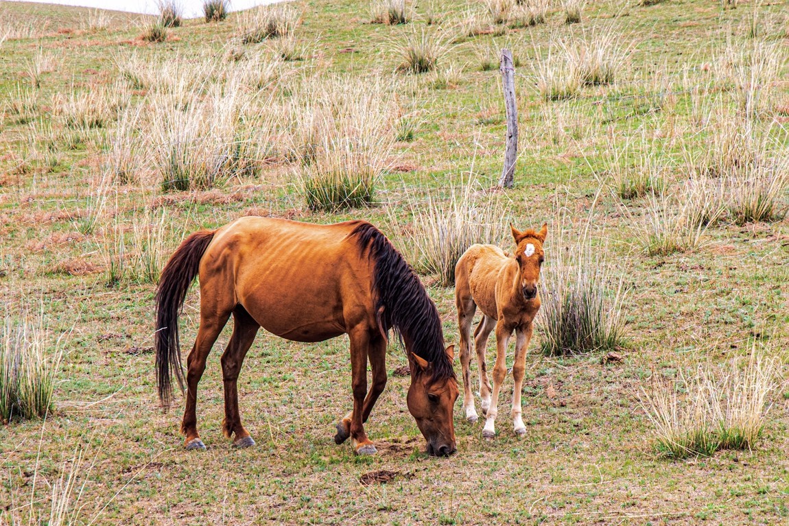 新疆行游--琼库什台返回特克斯县途中【5】