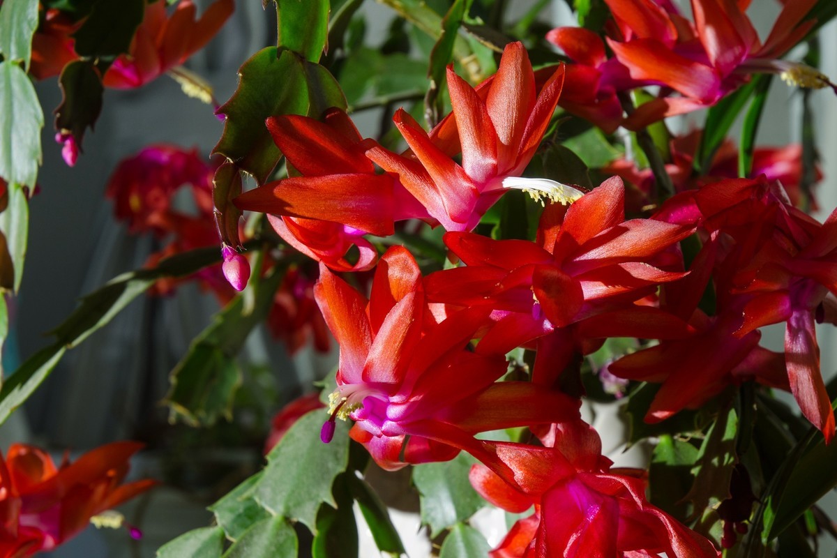 再拍办公室内的蟹爪兰花