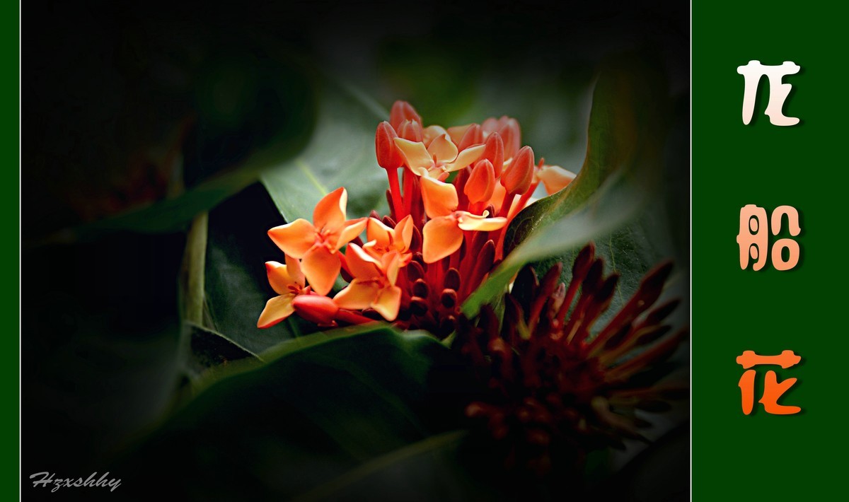 龙船花（2024217）