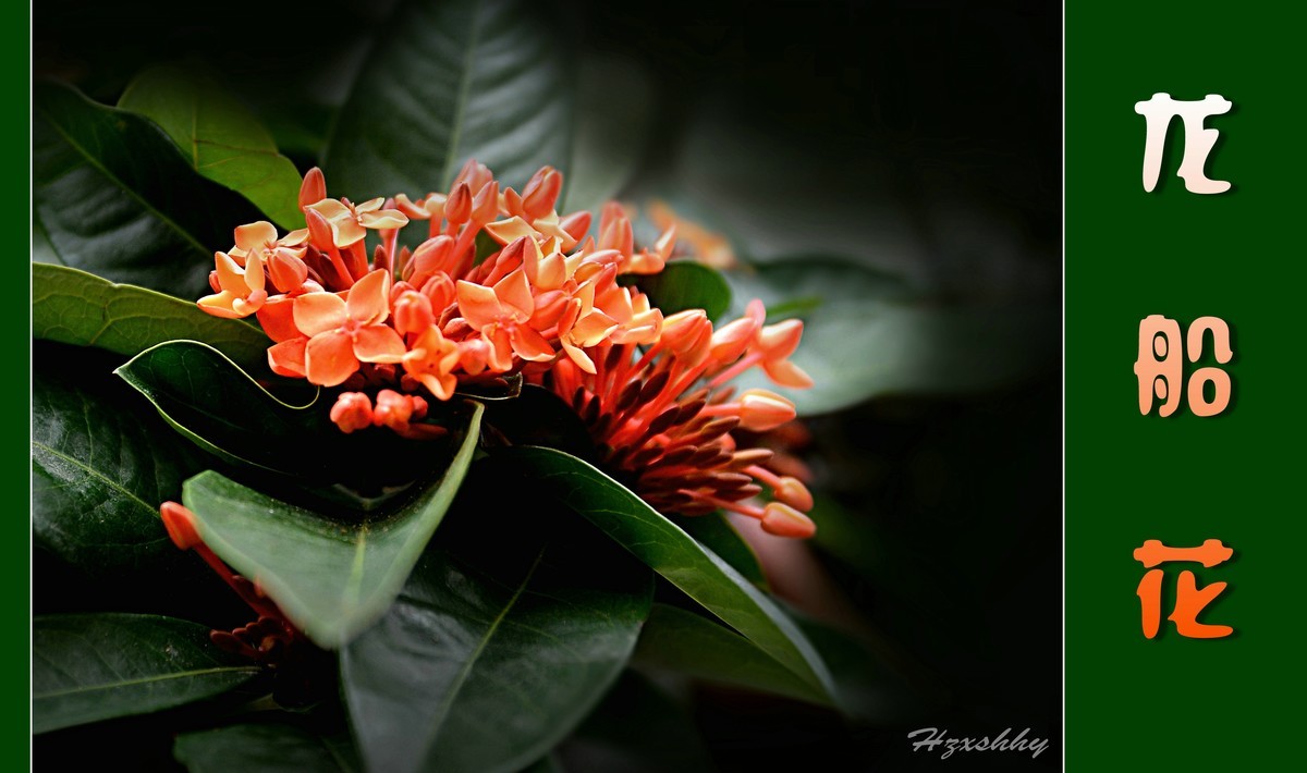 龙船花（2024217）