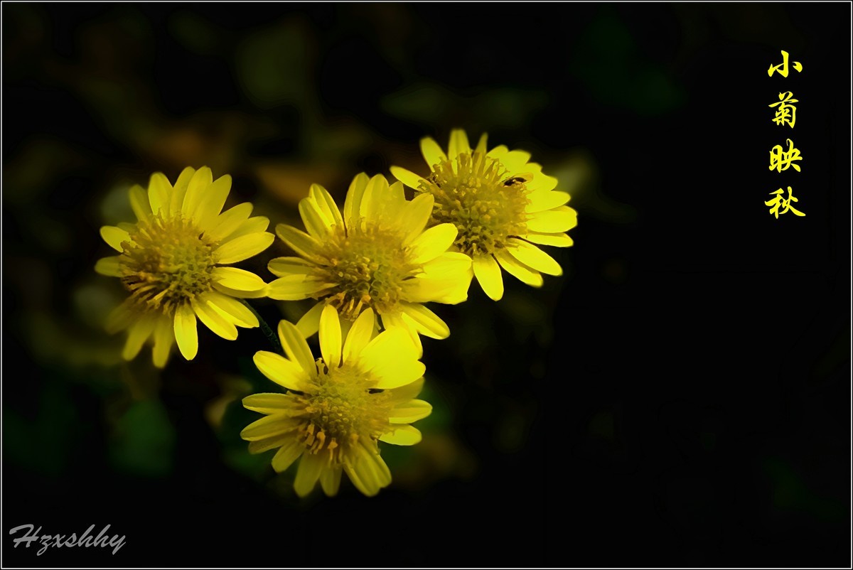 小菊映秋（2024340）