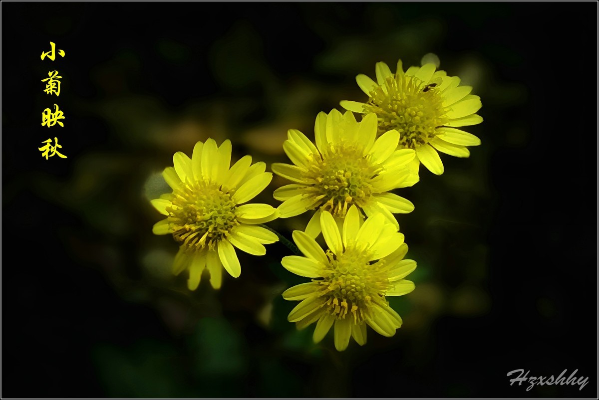 小菊映秋（2024340）