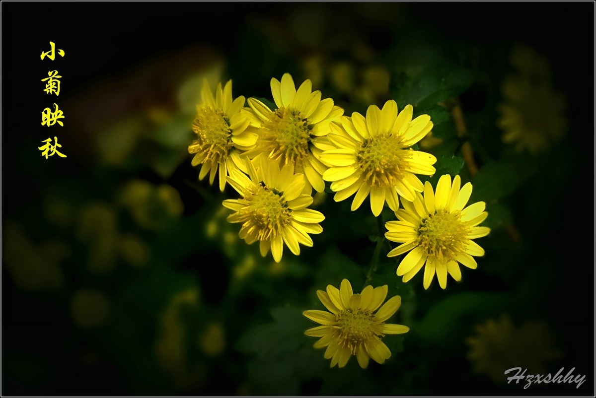 小菊映秋（2024340）