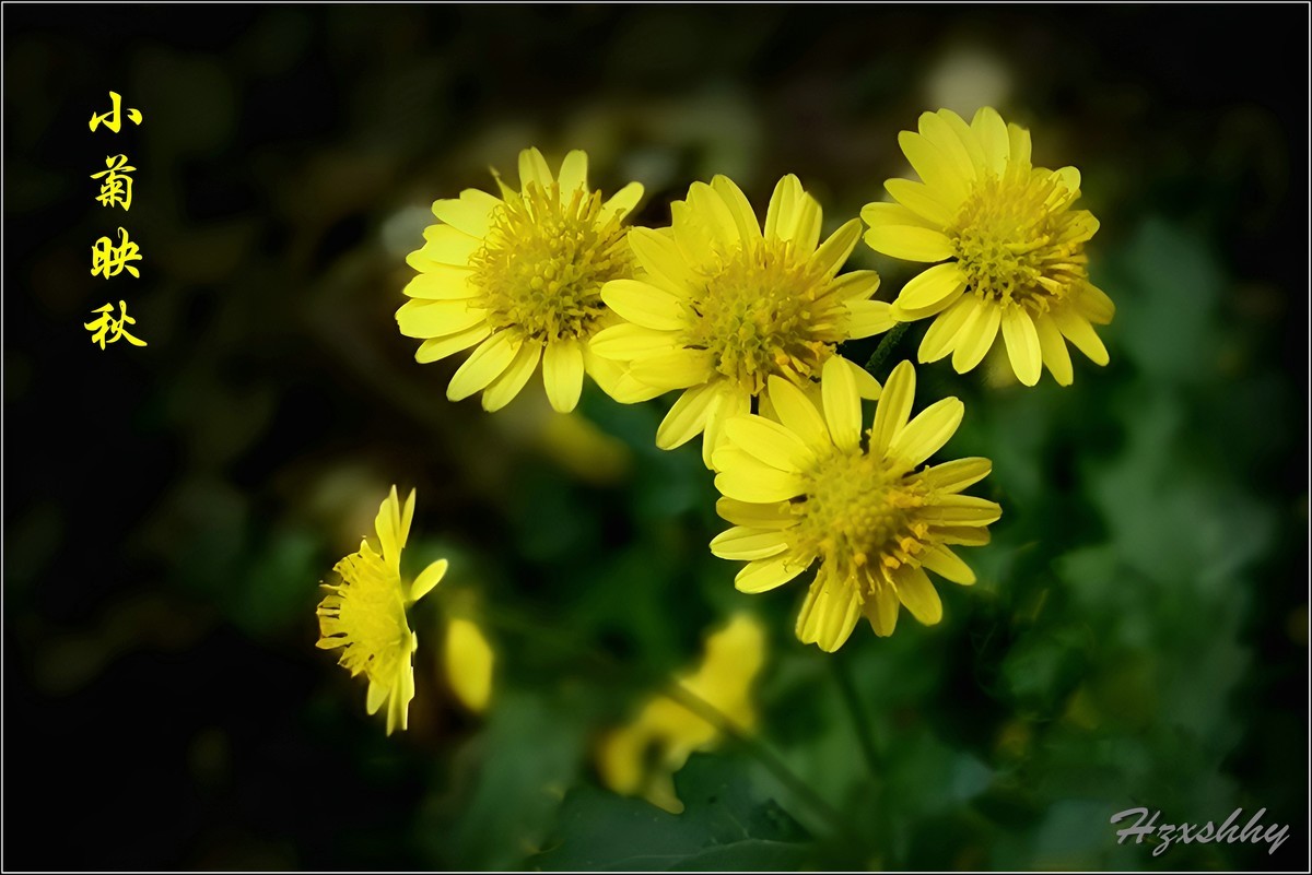 小菊映秋（2024340）