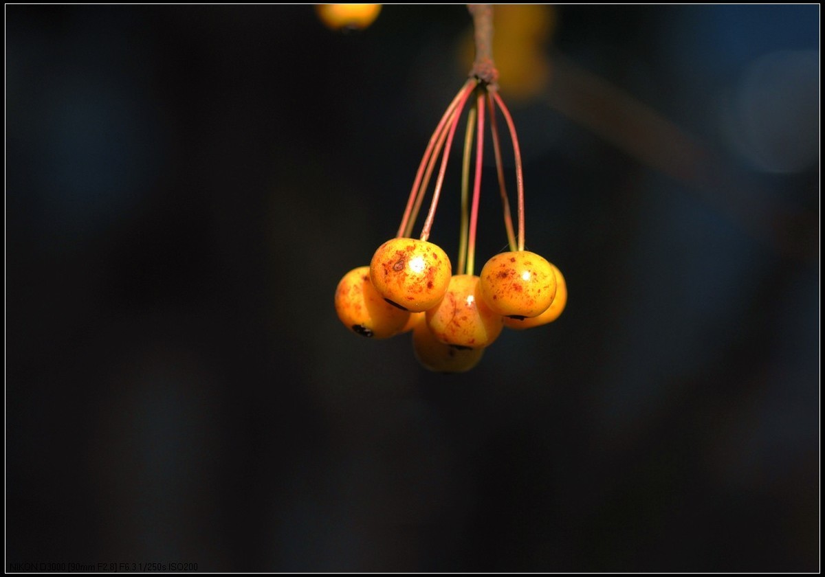 野樱桃和多肉生石花