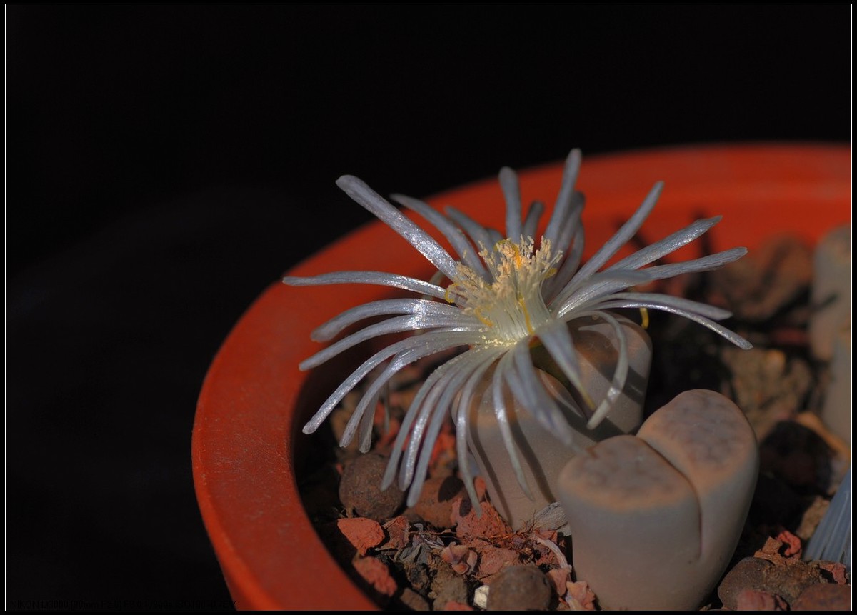 野樱桃和多肉生石花