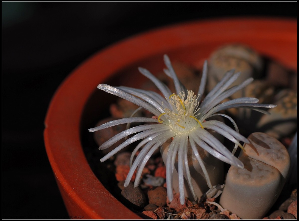 野樱桃和多肉生石花