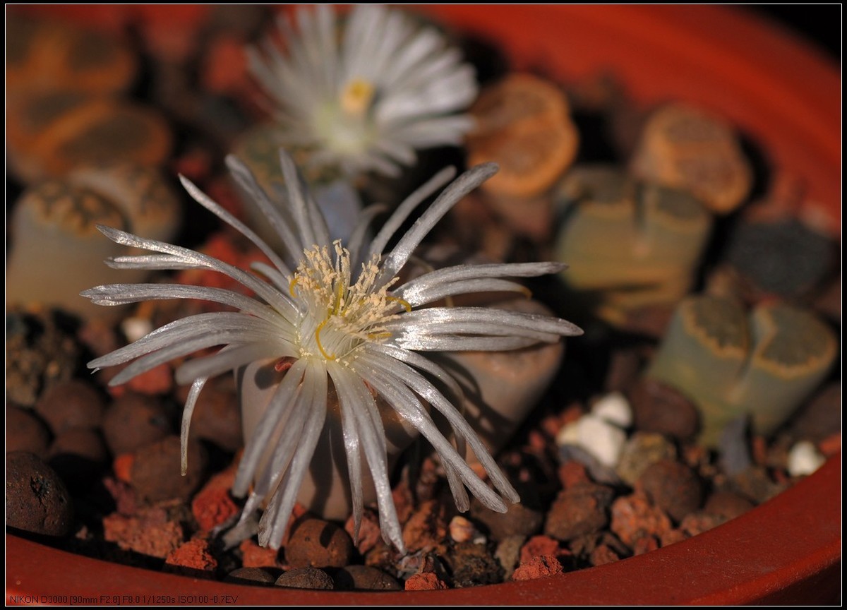 野樱桃和多肉生石花