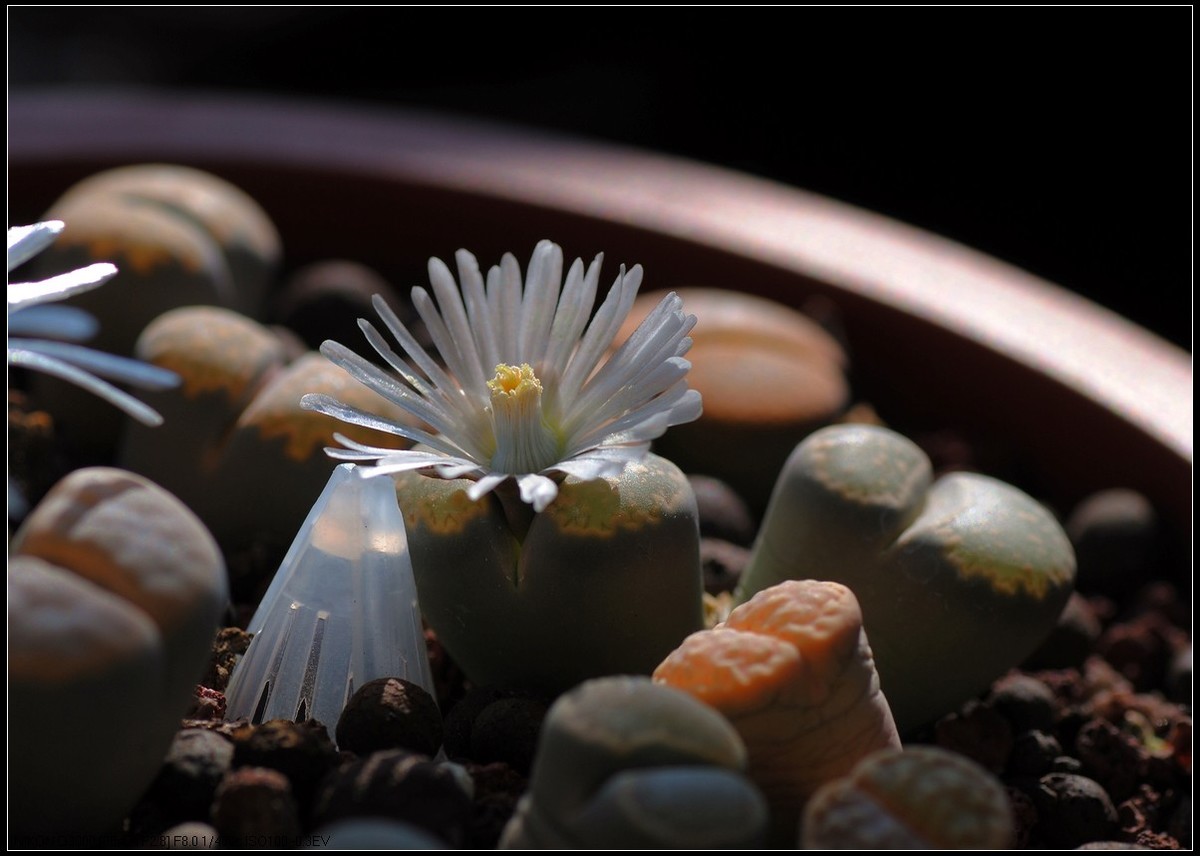 野樱桃和多肉生石花