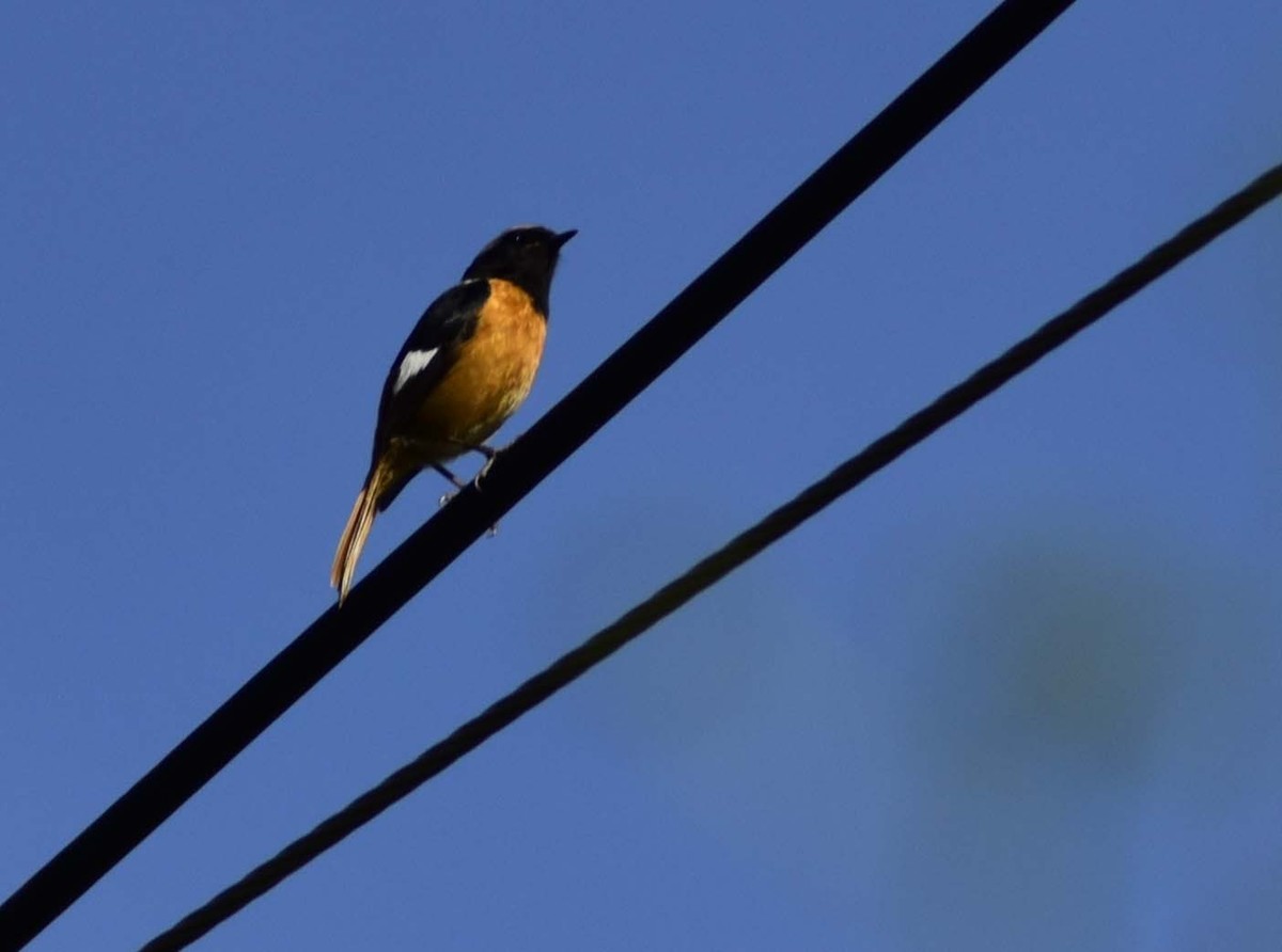 用D750+70-300mm（无防抖）试着打鸟