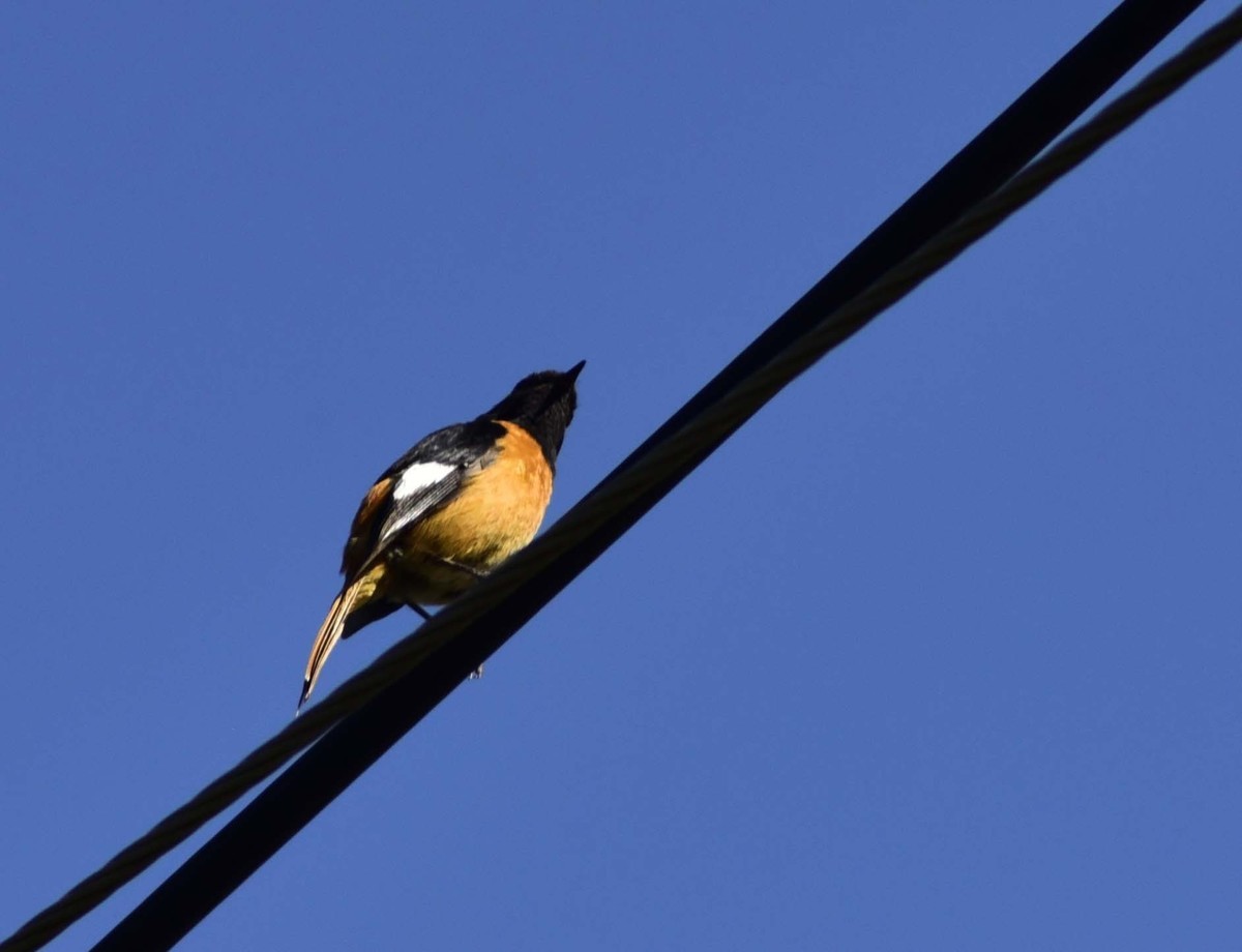 用D750+70-300mm（无防抖）试着打鸟