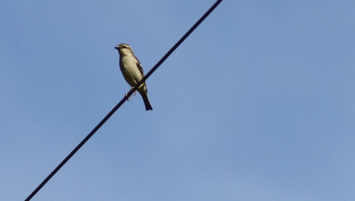 用D750+70-300mm（无防抖）试着打鸟