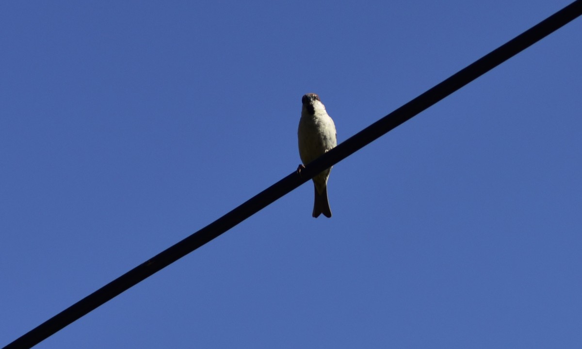 用D750+70-300mm（无防抖）试着打鸟