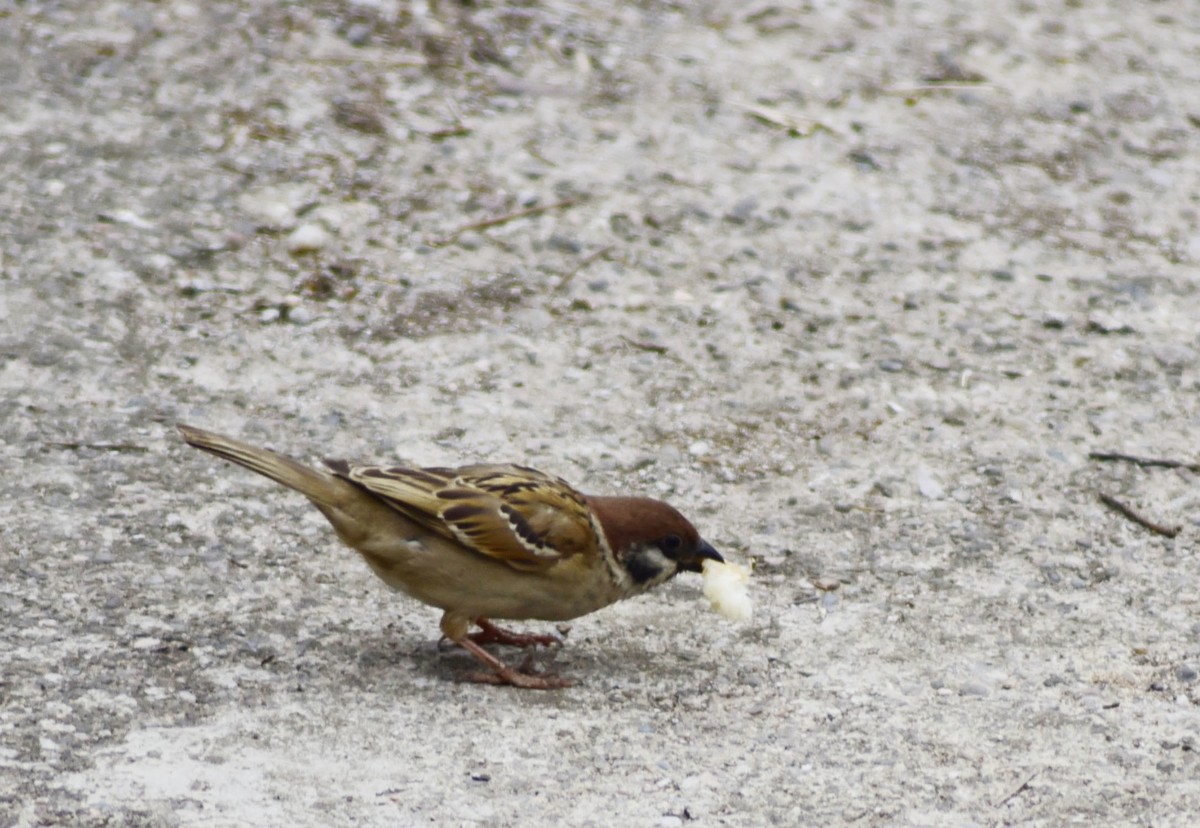 用D750+70-300mm（无防抖）试着打鸟