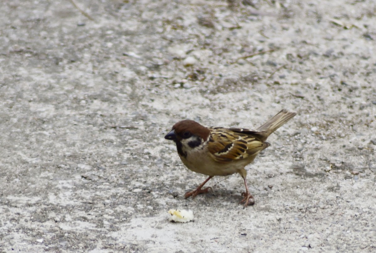 用D750+70-300mm（无防抖）试着打鸟