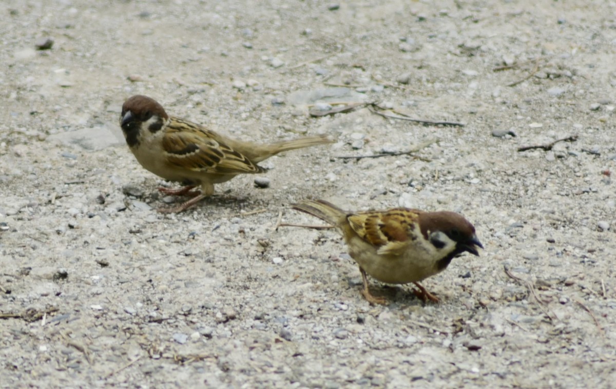 用D750+70-300mm（无防抖）试着打鸟