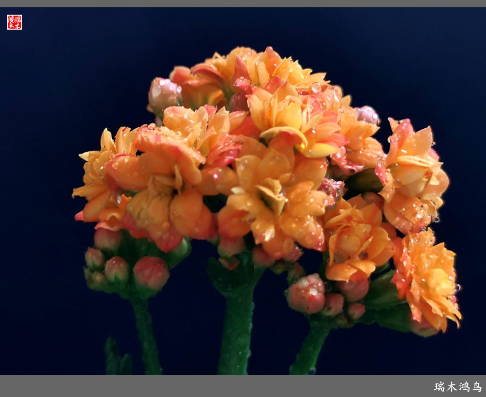 【2022之花季】36.教人长寿花前醉