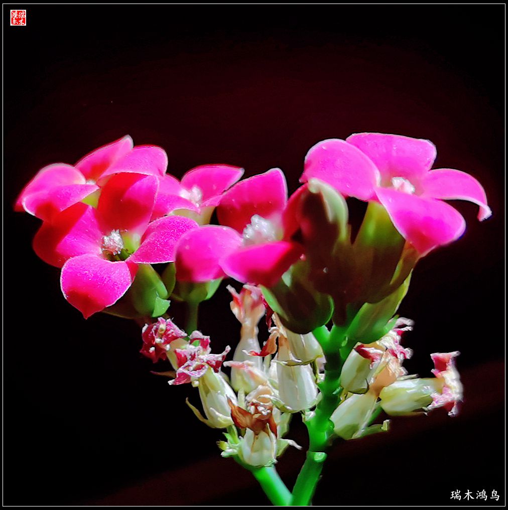 【2022之花季】36.教人长寿花前醉