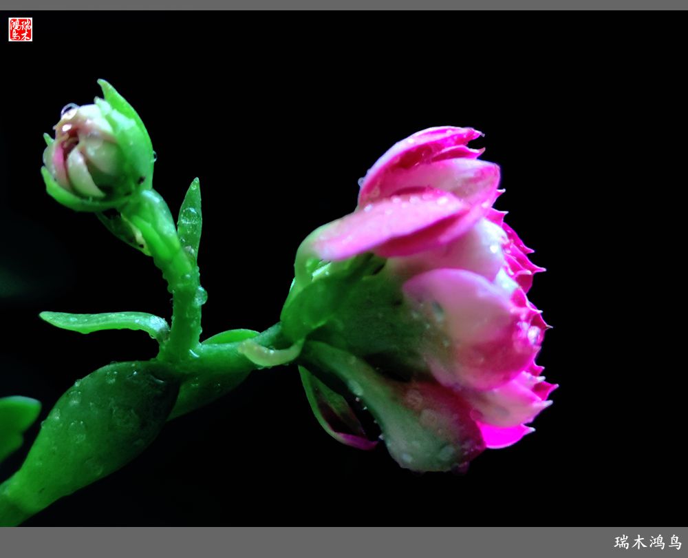 【2022之花季】36.教人长寿花前醉