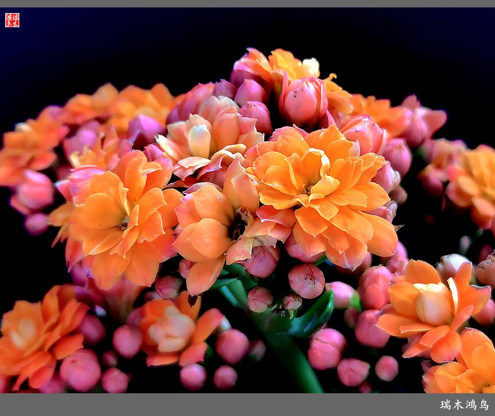 【2022之花季】36.教人长寿花前醉