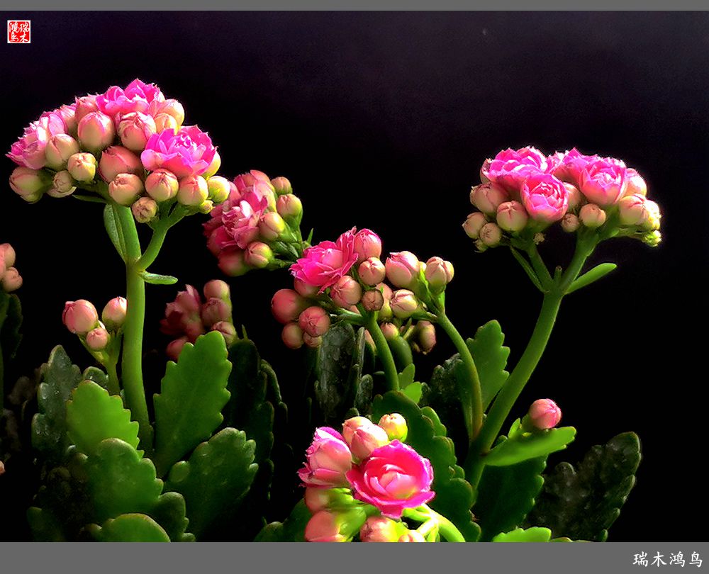 【2022之花季】36.教人长寿花前醉