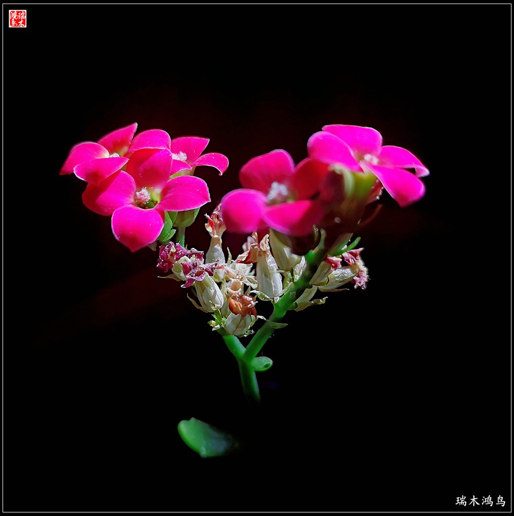 【2022之花季】36.教人长寿花前醉