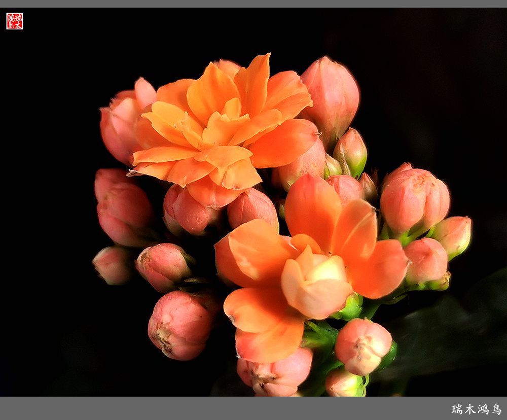 【2022之花季】36.教人长寿花前醉