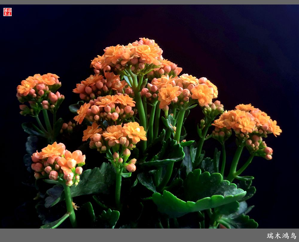 【2022之花季】36.教人长寿花前醉