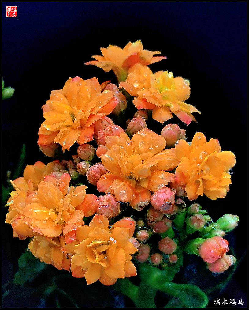 【2022之花季】36.教人长寿花前醉