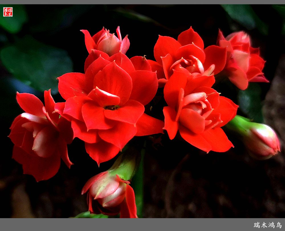 【2022之花季】36.教人长寿花前醉