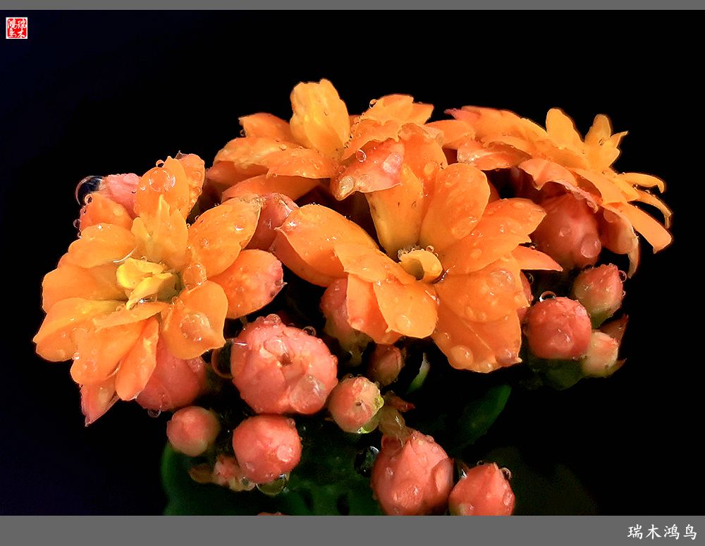 【2022之花季】36.教人长寿花前醉