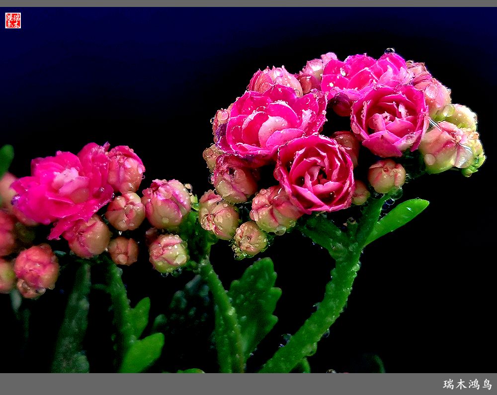 【2022之花季】36.教人长寿花前醉