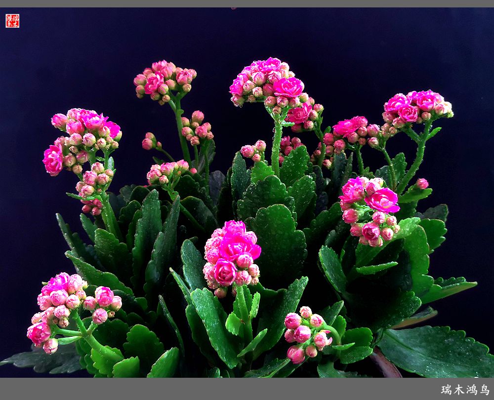 【2022之花季】36.教人长寿花前醉