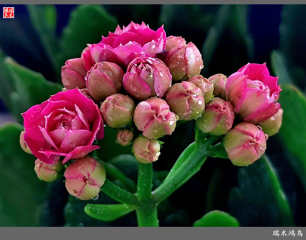 【2022之花季】36.教人长寿花前醉