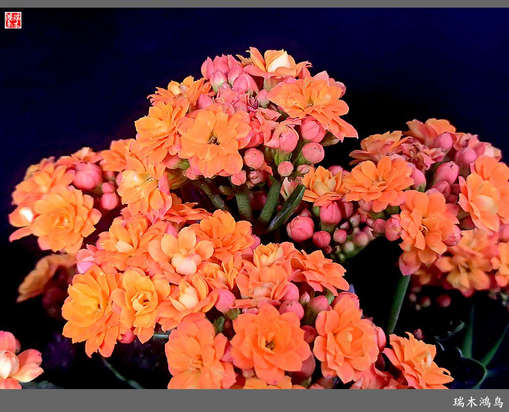 【2022之花季】36.教人长寿花前醉