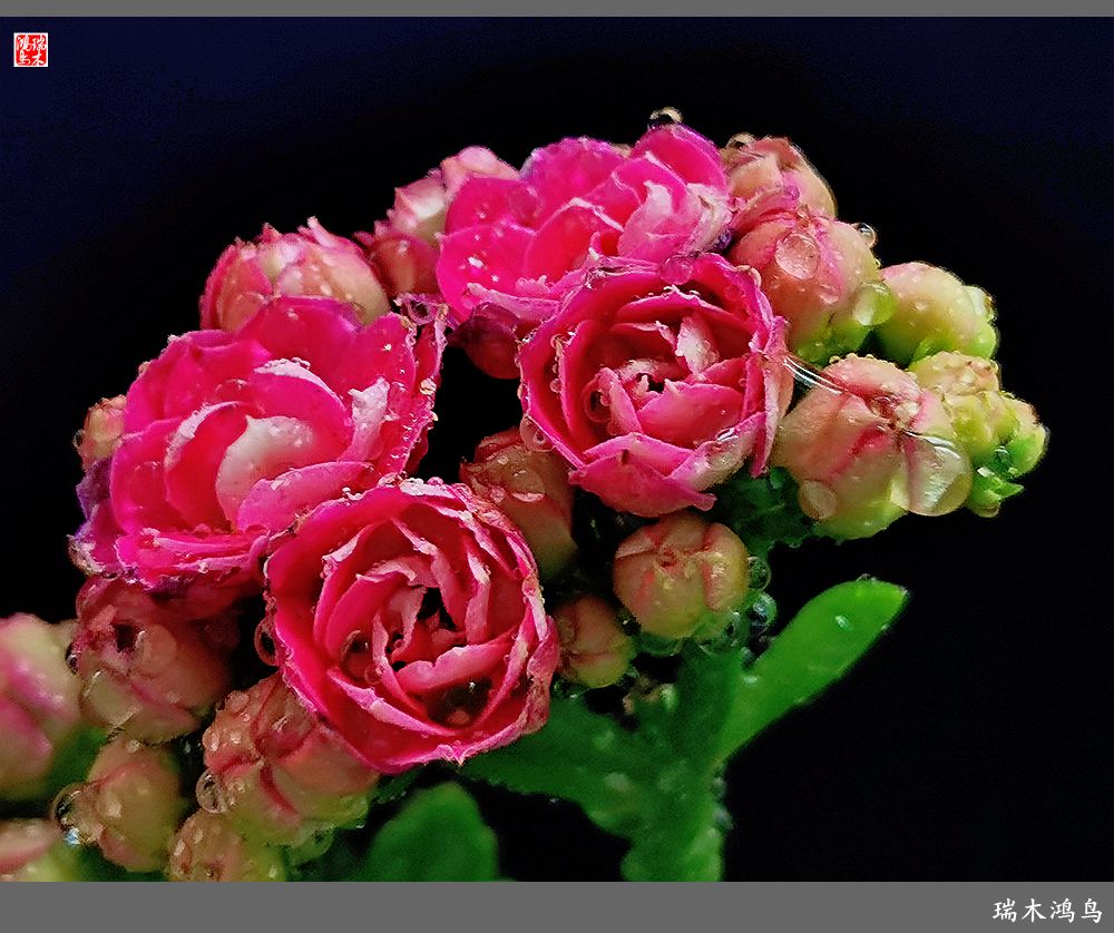 【2022之花季】36.教人长寿花前醉