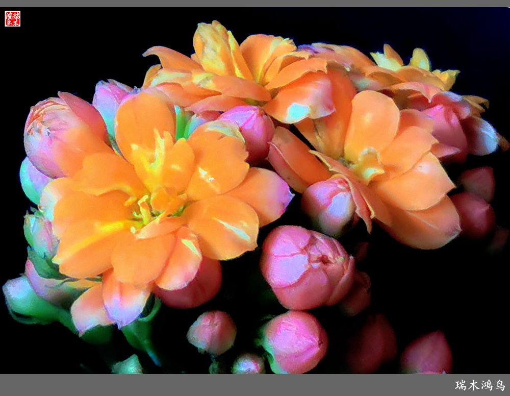 【2022之花季】36.教人长寿花前醉