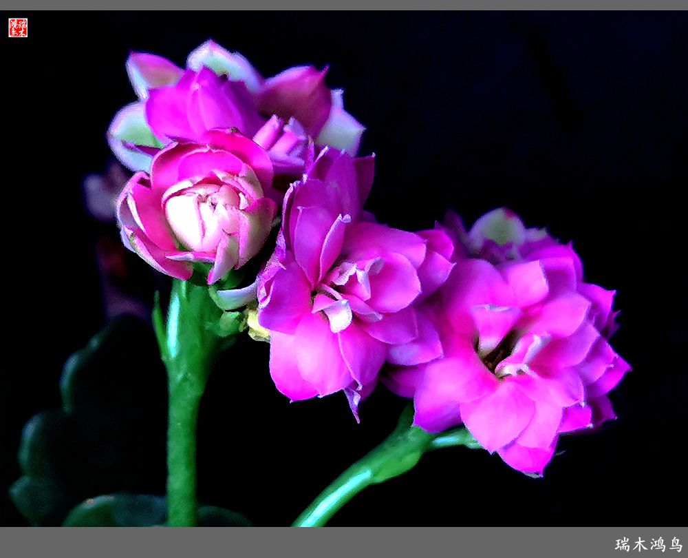 【2022之花季】36.教人长寿花前醉