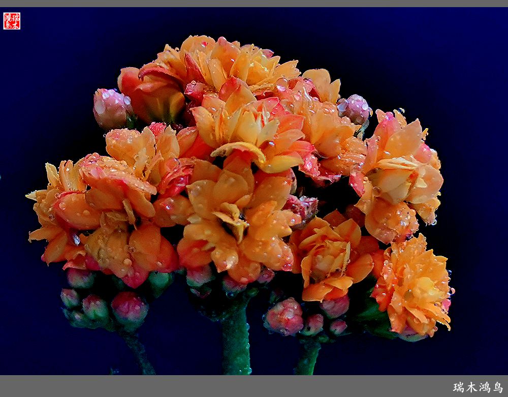 【2022之花季】36.教人长寿花前醉