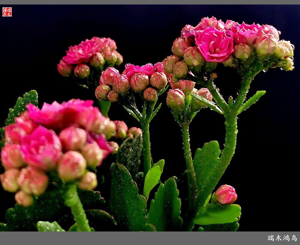 【2022之花季】36.教人长寿花前醉