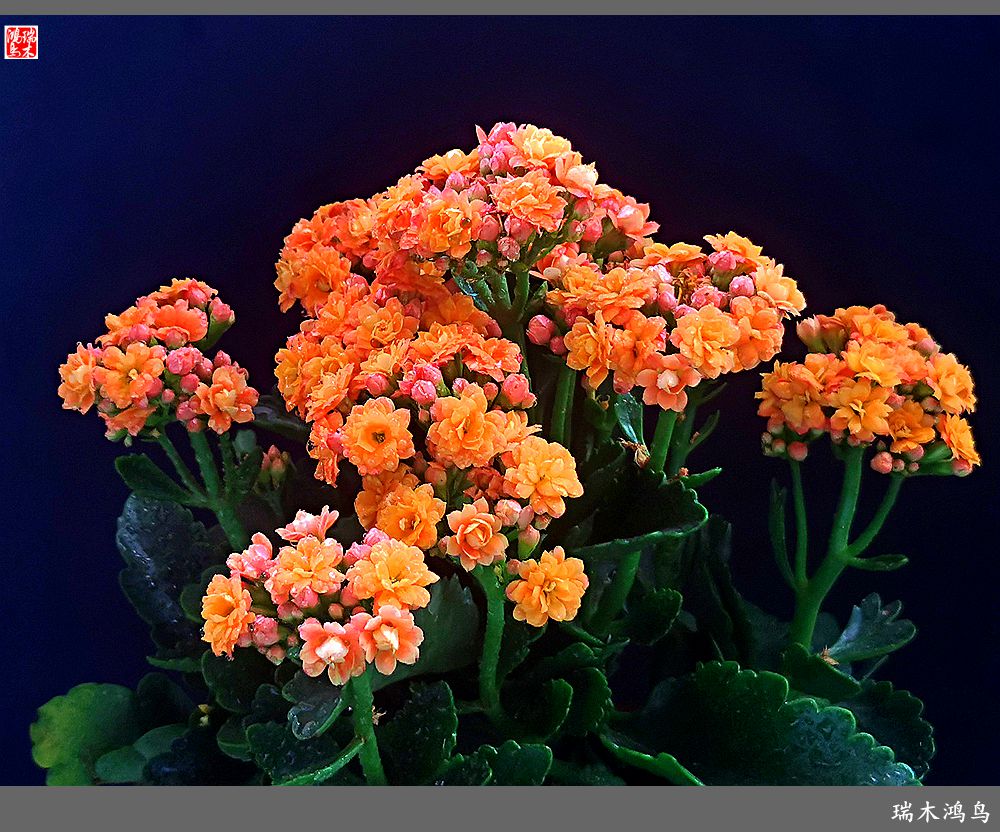 【2022之花季】36.教人长寿花前醉