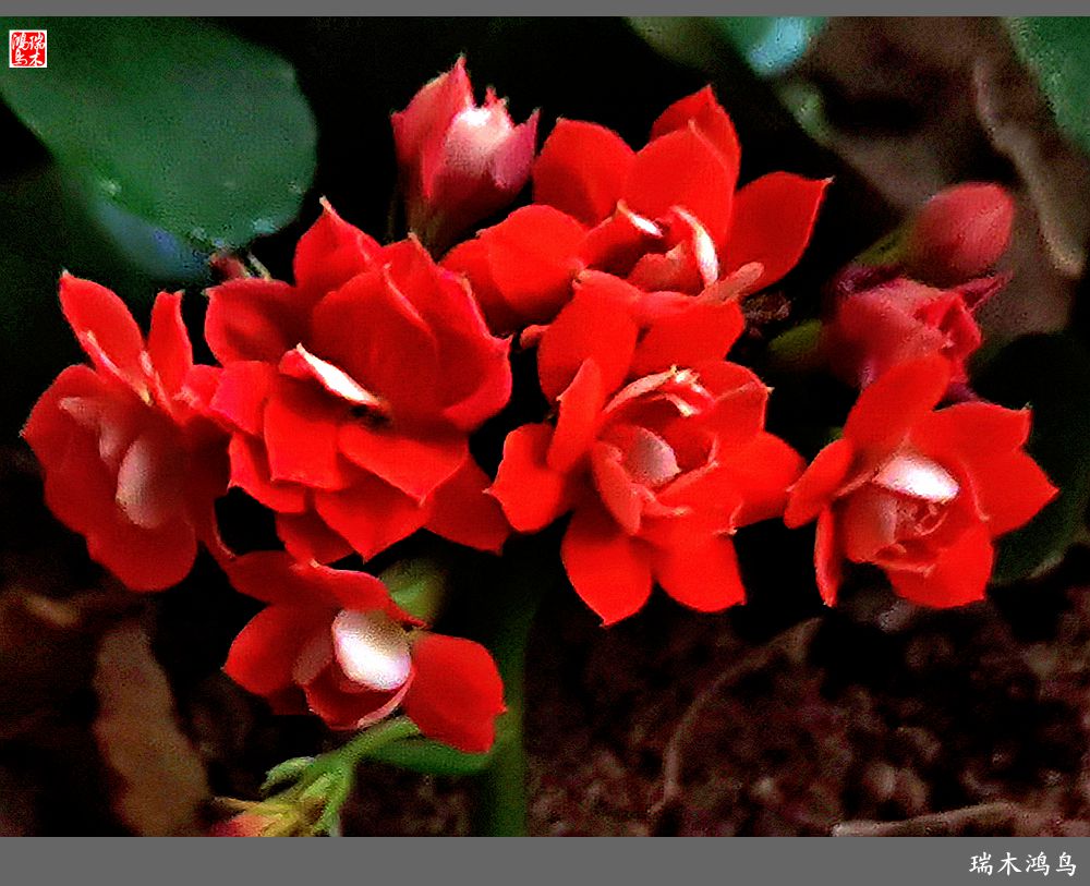 【2022之花季】36.教人长寿花前醉