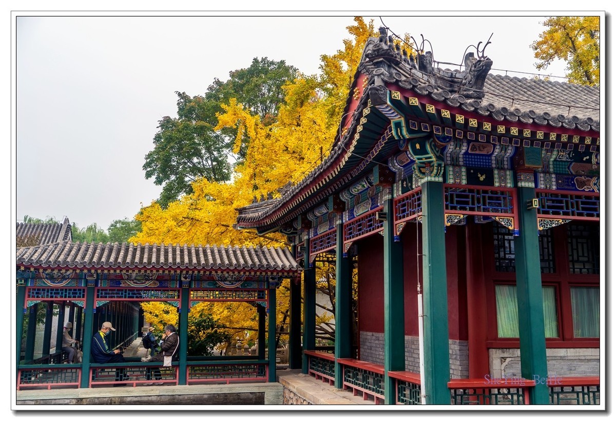 紫竹苑行宫的秋叶-续