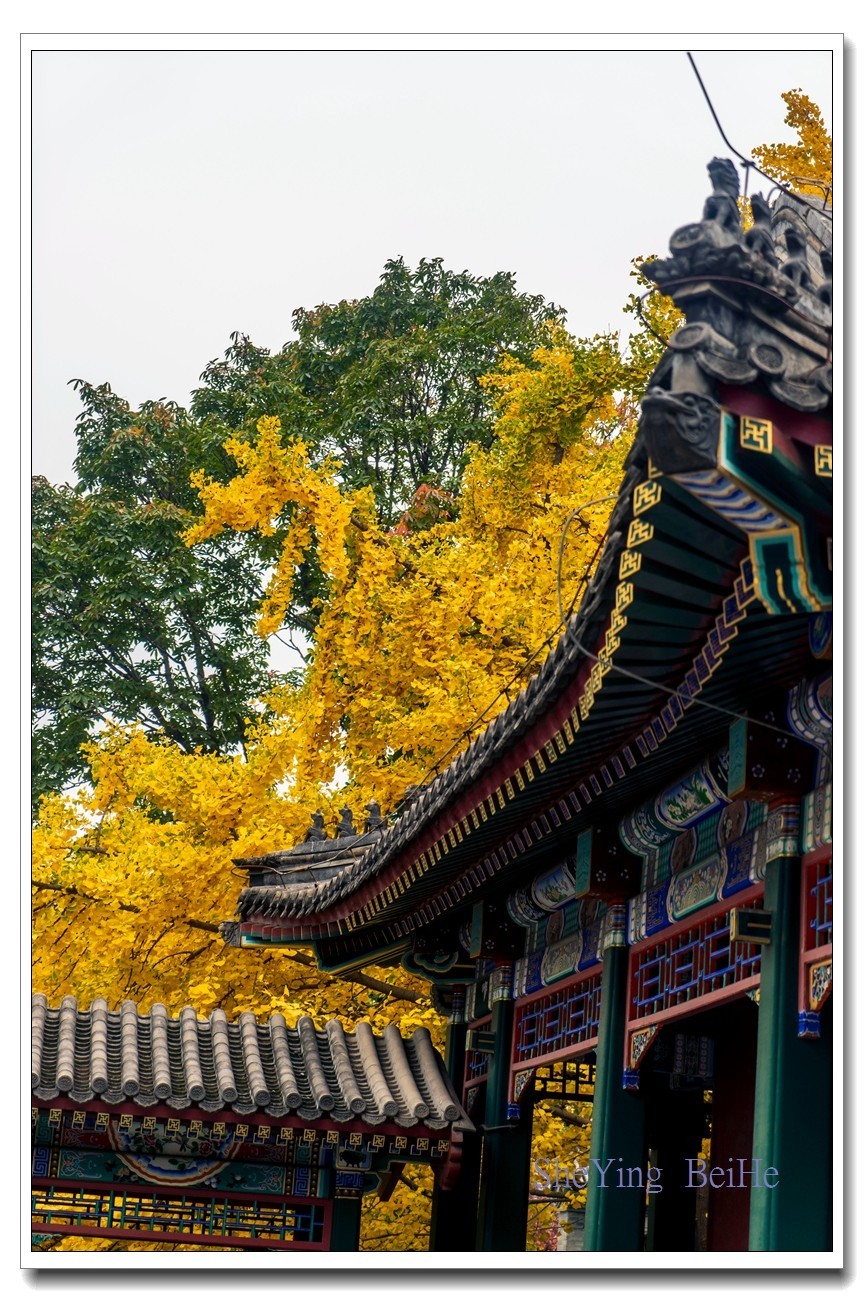 紫竹苑行宫的秋叶-续