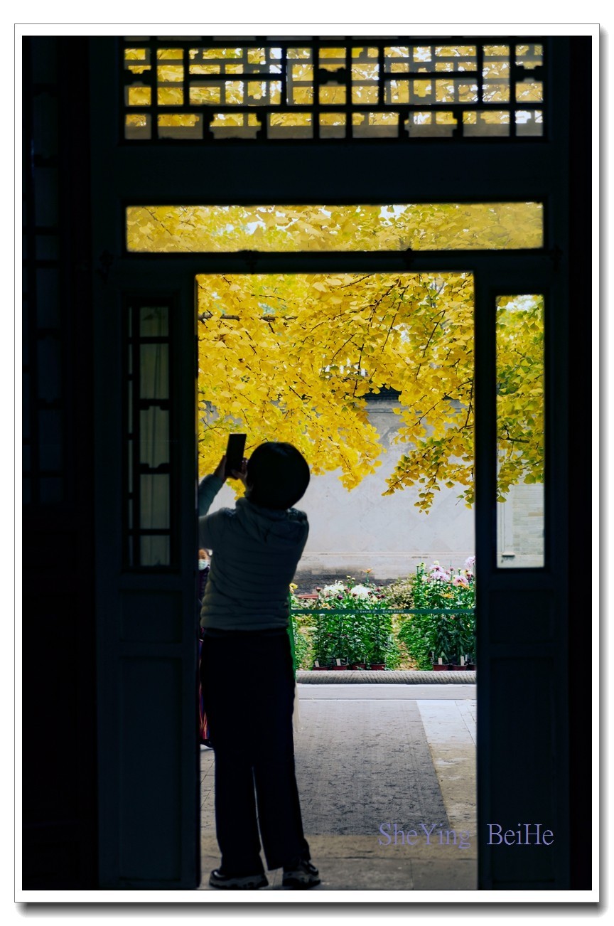 紫竹苑行宫的秋叶-续