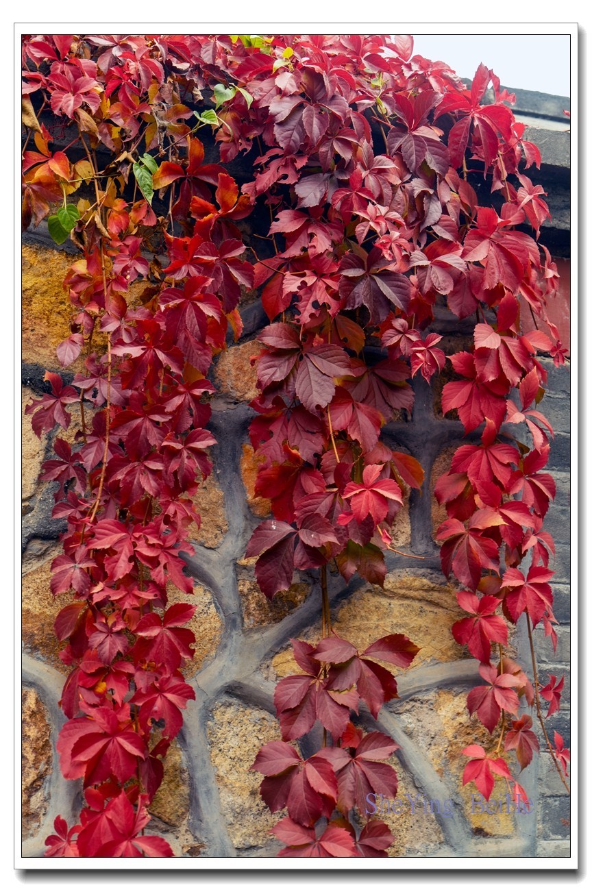 紫竹苑行宫的秋叶-续