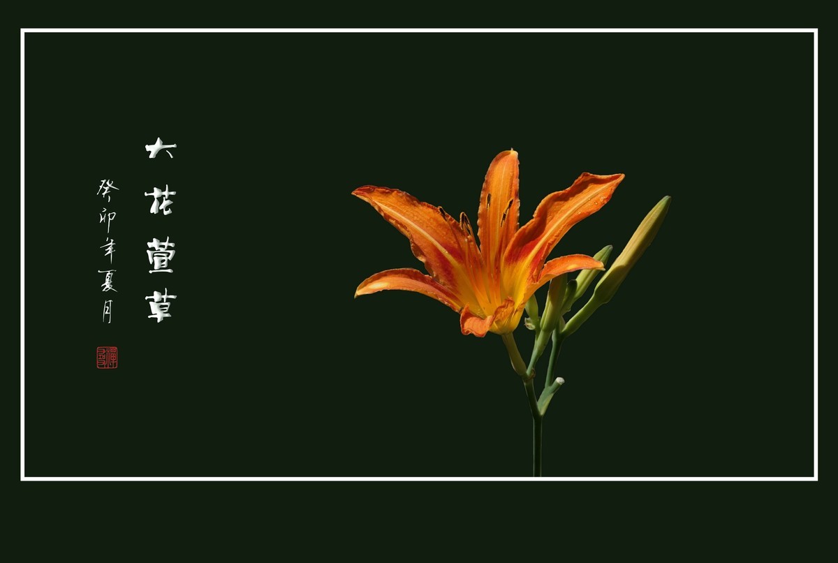 雨过花披珠，风来枝摆舞-大花萱草